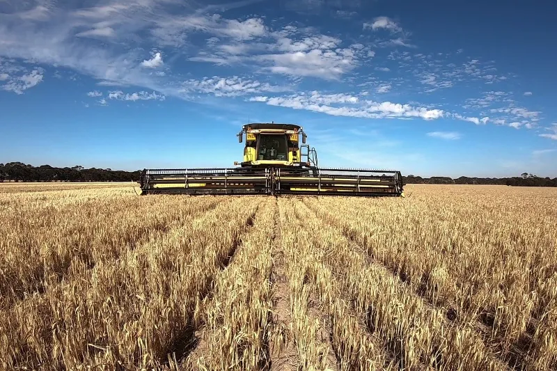 Harvester Harvesting Barley in Outback area